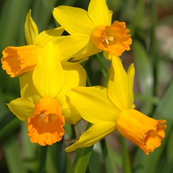 Narcissus 'Jetfire' (034220)