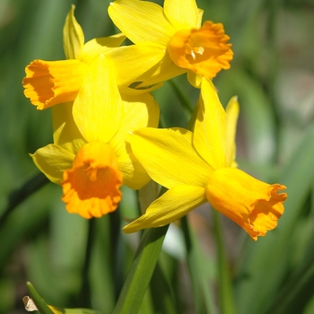 Narcissus 'Jetfire' (034221)