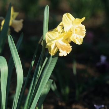 Narcissus 'Lorikeet' (034226)
