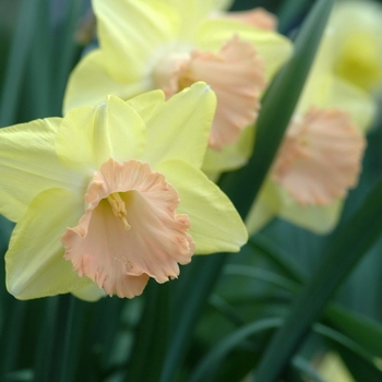 Narcissus 'Lorikeet' (034227)