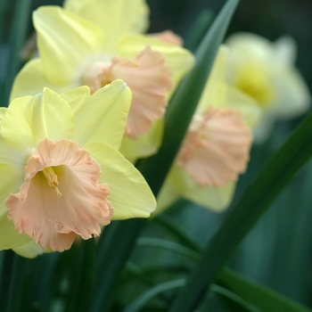 Narcissus 'Lorikeet' (034228)