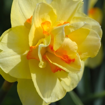 Narcissus 'Tahiti' (034248)