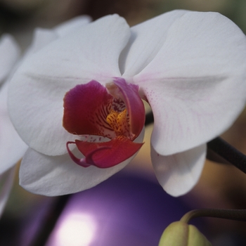 Orchidaceae 'Multiple Varieties' (034370)