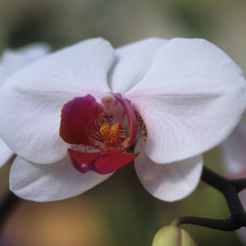 Orchidaceae 'Multiple Varieties' (034371)