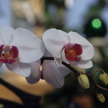 Orchidaceae 'Multiple Varieties' (034372)