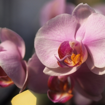 Orchidaceae 'Multiple Varieties' (034374)
