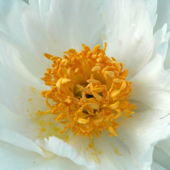 Paeonia lactiflora 'Krinkled White' (034518)