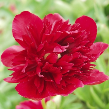 Paeonia 'Red Grace' (034546)