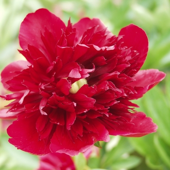Paeonia 'Red Grace' (034547)