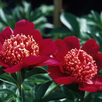 Paeonia lactiflora 'Nippon Beauty' (034650)