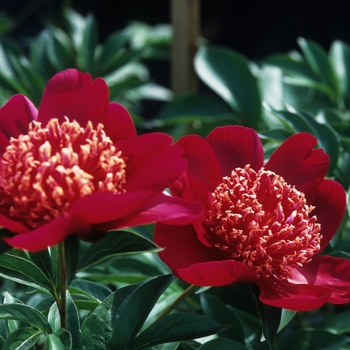 Paeonia lactiflora 'Nippon Beauty' (034651)
