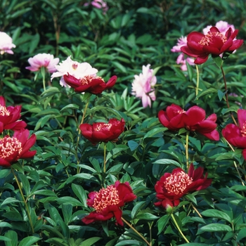 Paeonia lactiflora 'Nippon Beauty' (034652)