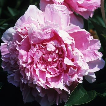 Paeonia lactiflora 'Pink Parfait' (034657)