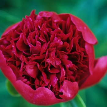 Paeonia 'Red Charm' (034672)