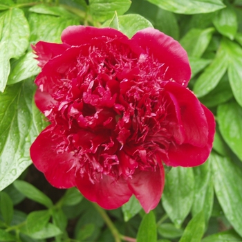Paeonia 'Red Charm' (034673)