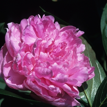 Paeonia lactiflora 'Vivid Rose' (034681)