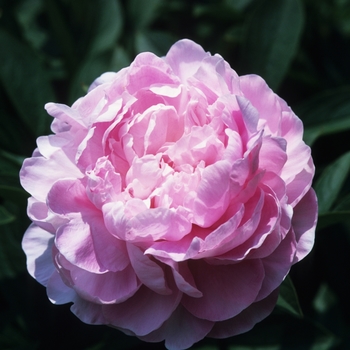 Paeonia lactiflora 'Vivid Rose' (034682)