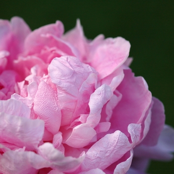 Paeonia lactiflora 'Vivid Rose' (034683)
