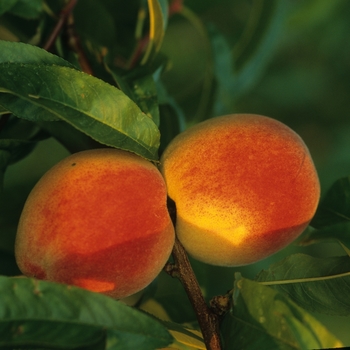 Prunus persica '' (034766)