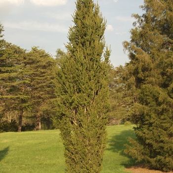 Picea abies 'Cupressina' (034965)