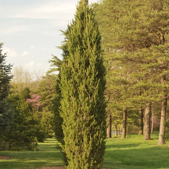 Picea abies 'Cupressina' (034966)