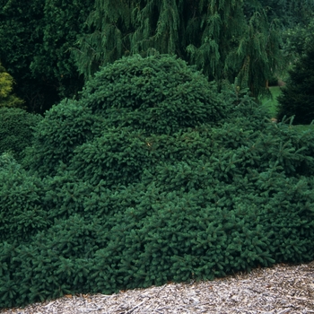 Picea glauca 'Echiniformis' (034967)