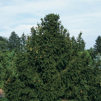 Picea abies 'Ohlendorfii' (034982)