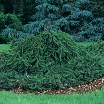 Picea abies 'Pendula' (034985)