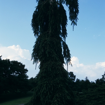 Picea abies 'Pendula' (034986)