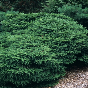 Picea abies 'Sherwood Compact' (035003)