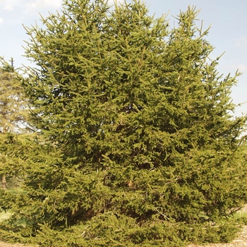 Picea abies 'Sherwood Compact' (035004)