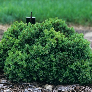 Picea abies 'Wagner' (035005)