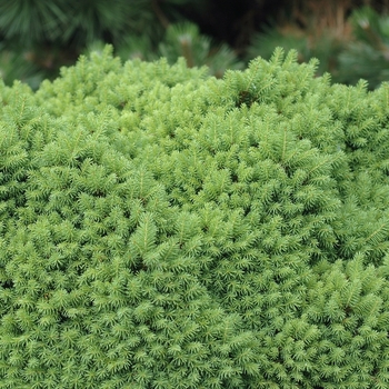 Picea abies 'Wagner' (035006)