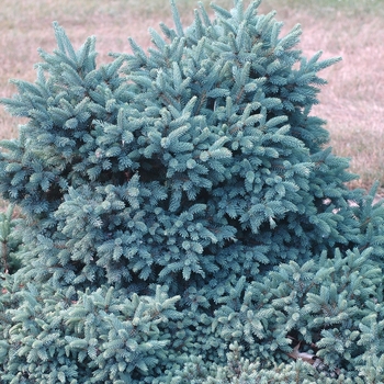 Picea glauca 'Cecilia' (035011)