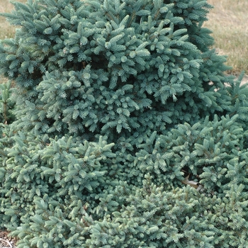Picea glauca 'Cecilia' (035012)