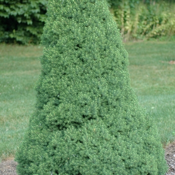 Picea glauca 'Delp's Dwarf' (035026)