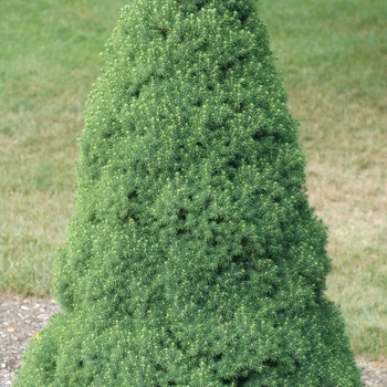 Picea glauca 'Delp's Dwarf' (035027)