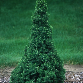 Picea glauca 'Delp's Dwarf' (035028)