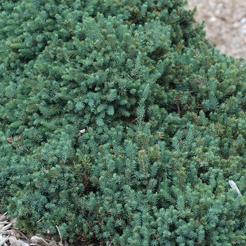 Picea glauca 'Echiniformis' (035033)