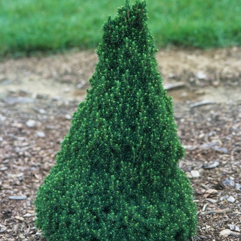 Picea glauca 'Jean's Dilly®' (035037)
