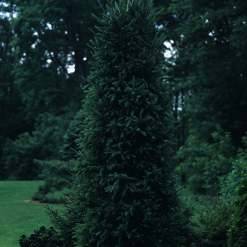 Picea mariana 'Wellspire' (035054)