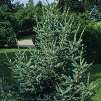Picea meyeri '' (035056)