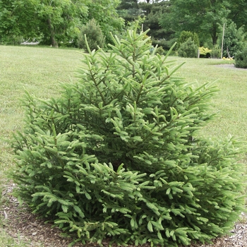 Picea likiangensis var. montigena '' (035057)
