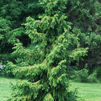Picea omorika '' (035058)