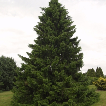 Picea omorika '' (035059)