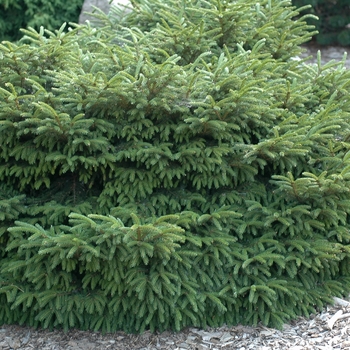 Picea orientalis 'Barnes' (035062)