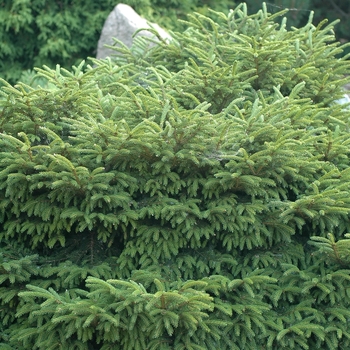 Picea orientalis 'Barnes' (035063)