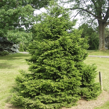 Picea orientalis 'Compacta' (035064)