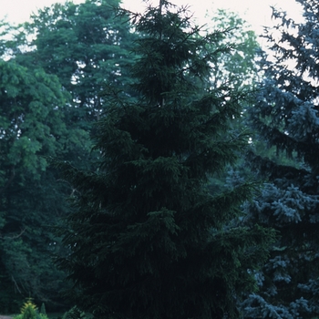 Picea orientalis 'Nana' (035067)