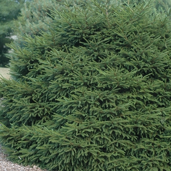 Picea orientalis 'Nana' (035068)